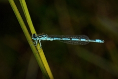 David Plant Photography - Wildlife Photography - Southern damselfly - A
